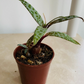 Ledebouria Socialis Silver Squill Cassandra's Plants