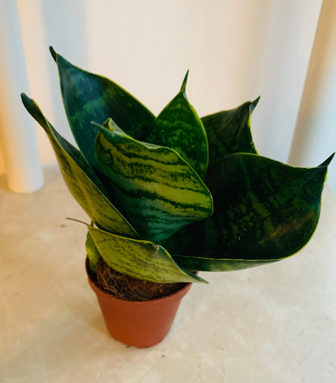 Sansevieria Trifasciata Hahnii Cassandras's Plants