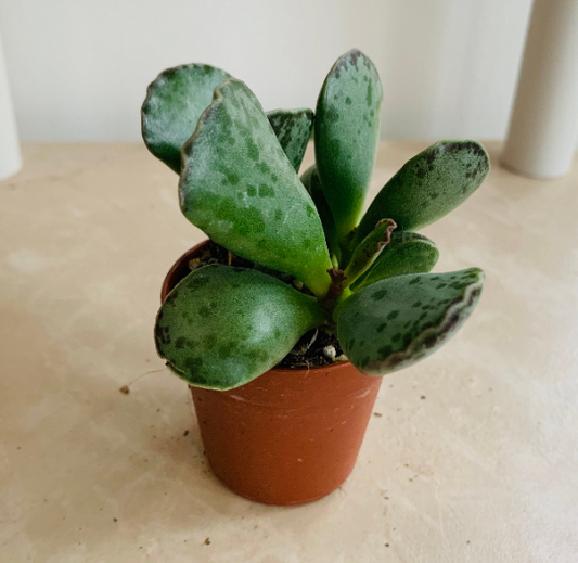 Adromischus Cooperi 5.5cm Cassandra's Plants