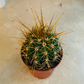 Carnegiea Gigantea 5.5cm Pot Cassandra's Plants