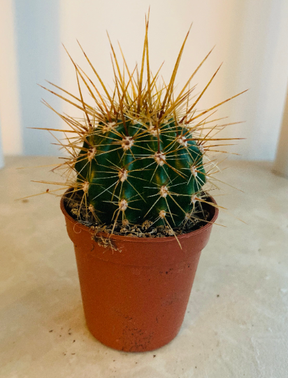 Carnegiea Gigantea 5.5cm Pot Cassandra's Plants