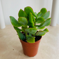 Crassula Arborescens ssp. Undalatifolia Ripple Jade 5.5cm Pot Cassandra's Plants