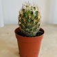 Corypantha ssp Retusa 5.5cm Pot Cassandra's Plants