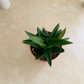 Alworthia Black Gem 5.5cm Pot Cassandra's Plants