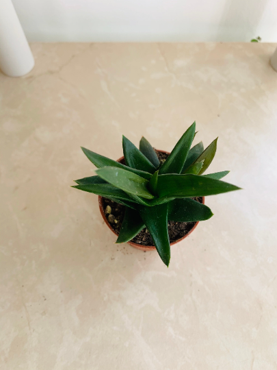Alworthia Black Gem 5.5cm Pot Cassandra's Plants