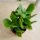 Crassula Arborescens ssp. Undalatifolia Ripple Jade 5.5cm Pot Cassandra's Plants