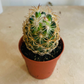 Corypantha ssp Retusa 5.5cm Pot Cassandra's Plants