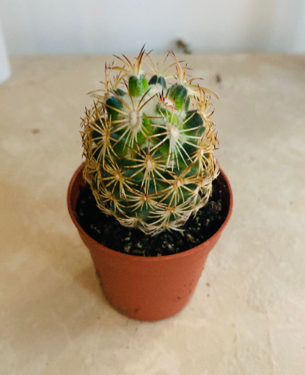 Corypantha ssp Retusa 5.5cm Pot Cassandra's Plants