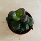 Crassula Ovata 'Crosby Compact' 5.5cm Pot Cassandra's Plants