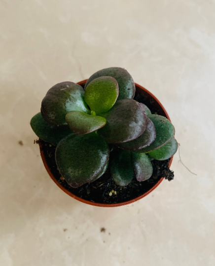 Crassula Ovata 'Crosby Compact' 5.5cm Pot Cassandra's Plants