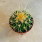 Echinocactus Grusonii Golden Barrel 5.5cm Pot Cassandra's Plants
