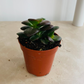 Crassula Ovata 'Crosby Compact'  5.5cm Pot Cassandra's Plants