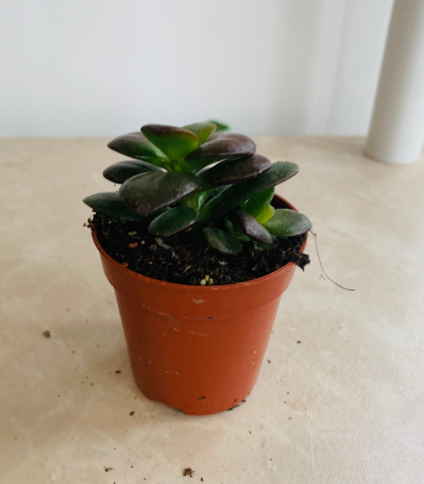 Crassula Ovata 'Crosby Compact'  5.5cm Pot Cassandra's Plants