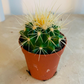 Echinocactus Grusonii Golden Barrel 5.5cm Pot Cassandra's Plants