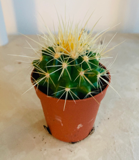 Echinocactus Grusonii Golden Barrel 5.5cm Pot Cassandra's Plants