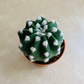 Echinopsis Subdenudata Easter Lilly Cassandra's Plants