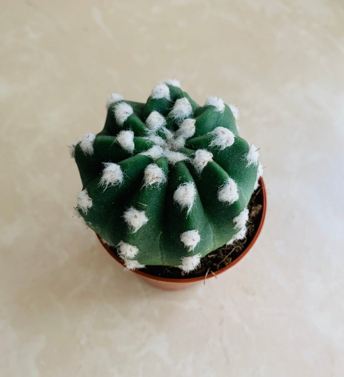 Echinopsis Subdenudata Easter Lilly Cassandra's Plants