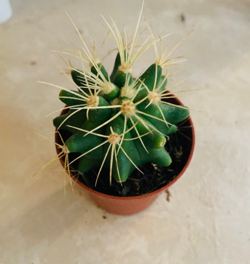 Ferocactus Glaucescens Cactus Cassandra's Plants