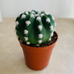 Echinopsis Subdenudata Easter Lilly Cassandra's Plants