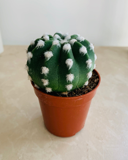 Echinopsis Subdenudata Easter Lilly Cassandra's Plants