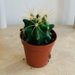 Ferocactus Glaucescens Cactus Cassandra's Plants