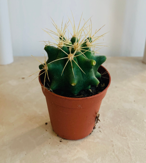 Ferocactus Glaucescens Cactus Cassandra's Plants