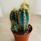 Blue Torch Cactus Pilosocereus Azureus Cassandra's Plants