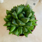 Haworthia Cymbiformis in a 10 cm Pot Cassandra's Plants