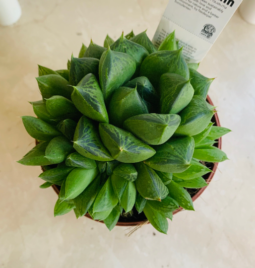 Haworthia Cymbiformis in a 10 cm Pot Cassandra's Plants
