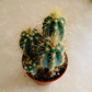 Blue Torch Cactus Pilosocereus Azureus Cassandra's Plants