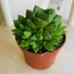 Haworthia Cymbiformis in a 10 cm Pot Cassandra's Plants