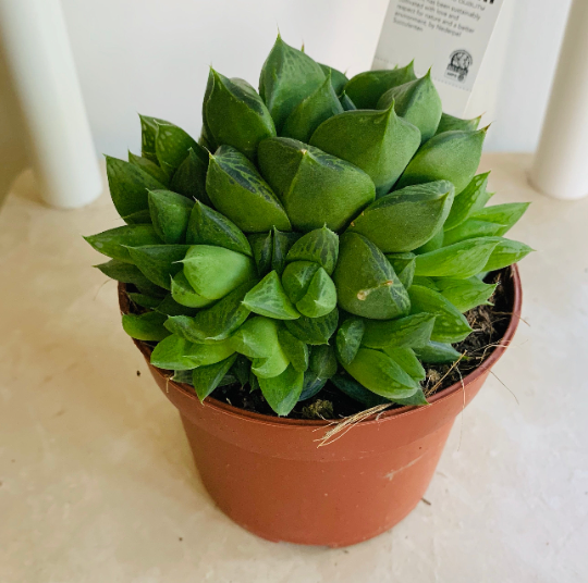 Haworthia Cymbiformis in a 10 cm Pot Cassandra's Plants