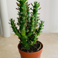 Eve's Needle Cactus Austrocylindropuntia Subulata Cassandra's Plants