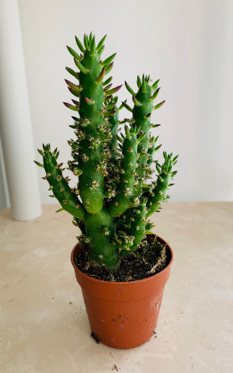Eve's Needle Cactus Austrocylindropuntia Subulata Cassandra's Plants