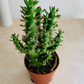 Eve's Needle Cactus Austrocylindropuntia Subulata Cassandra's Plants