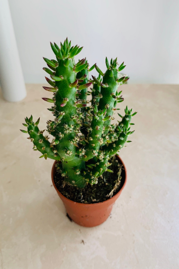 Eve's Needle Cactus Austrocylindropuntia Subulata Cassandra's Plants