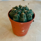 Gymnocalycium Baldianum Cassandra's Plants