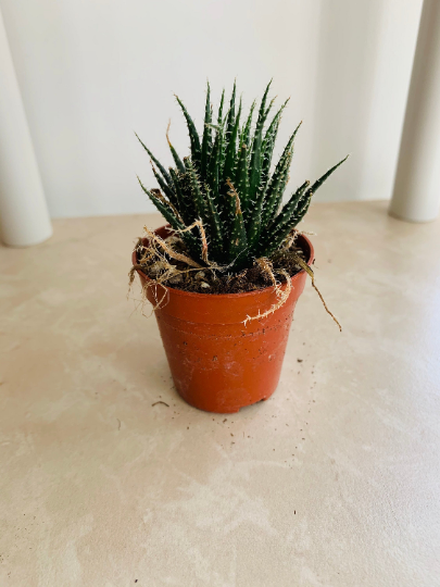 Aloe Haworthioides 5.5cm Pot Cassandra's Plants