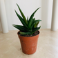 Alworthia Black Gem 5.5cm Pot Cassandra's Plants