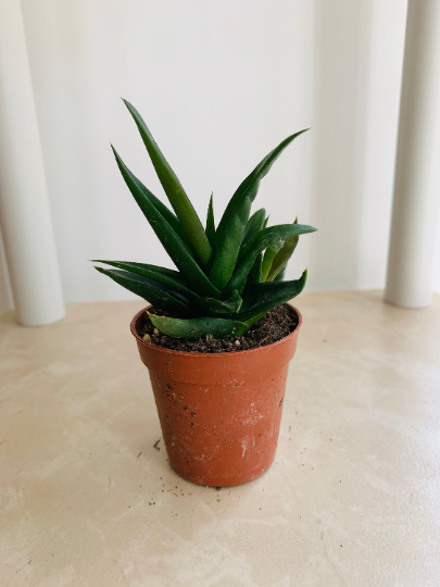 Alworthia Black Gem 5.5cm Pot Cassandra's Plants