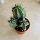 Ritterocereus Pruinosus Grey Ghost Cactus Cassandra's Plants