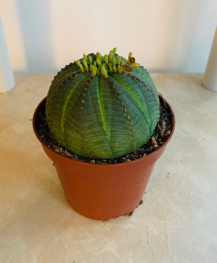Euphorbia Obesa 5.5cm Pot Cassandra's Plants