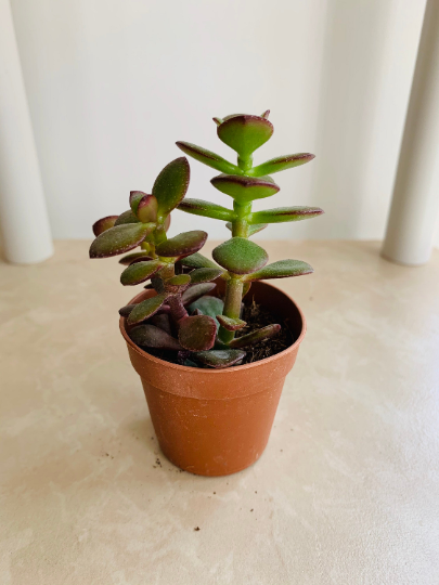 Crassula Ovata Jade Minima 5.5cm pot Cassandra's Plants