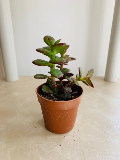 Crassula Ovata Jade Minima 5.5cm pot Cassandra's Plants