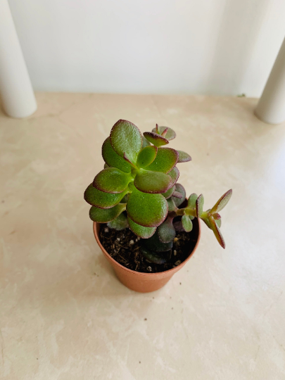 Crassula Ovata Jade Minima 5.5cm pot Cassandra's Plants