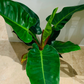 Philodendron Imperial Green Cassandra's Plants