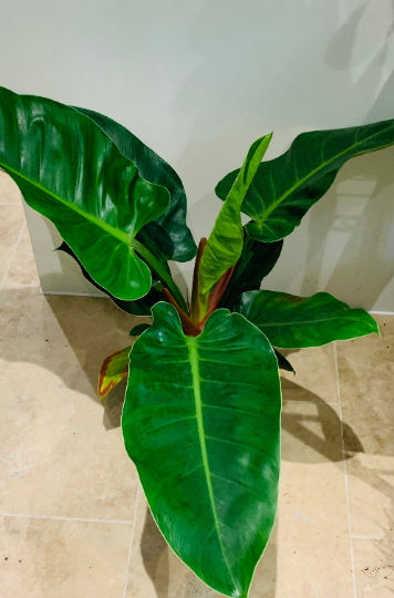 Philodendron Imperial Green Cassandra's Plants