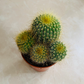 Parodia Schumanniana in 8.5cm Pot Cassandra's Plants