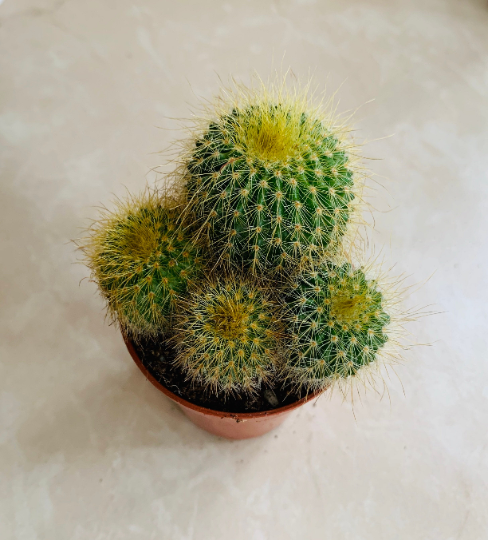 Parodia Schumanniana in 8.5cm Pot Cassandra's Plants