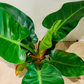 Philodendron Imperial Green Cassandra's Plants